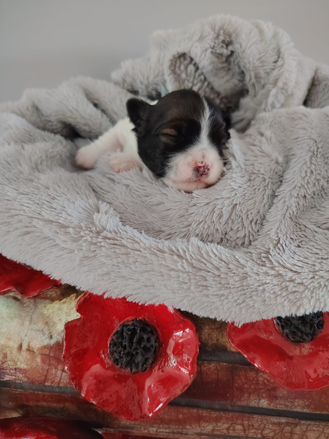 by Hunali - Chiots disponibles - Bichon Havanais