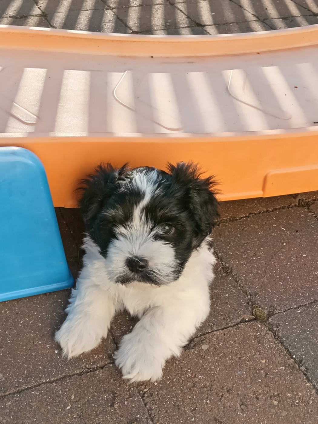 by Hunali - Chiots disponibles - Bichon Havanais